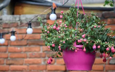 Upgrade Your Deck for Spring: Ideas and Planning Tips