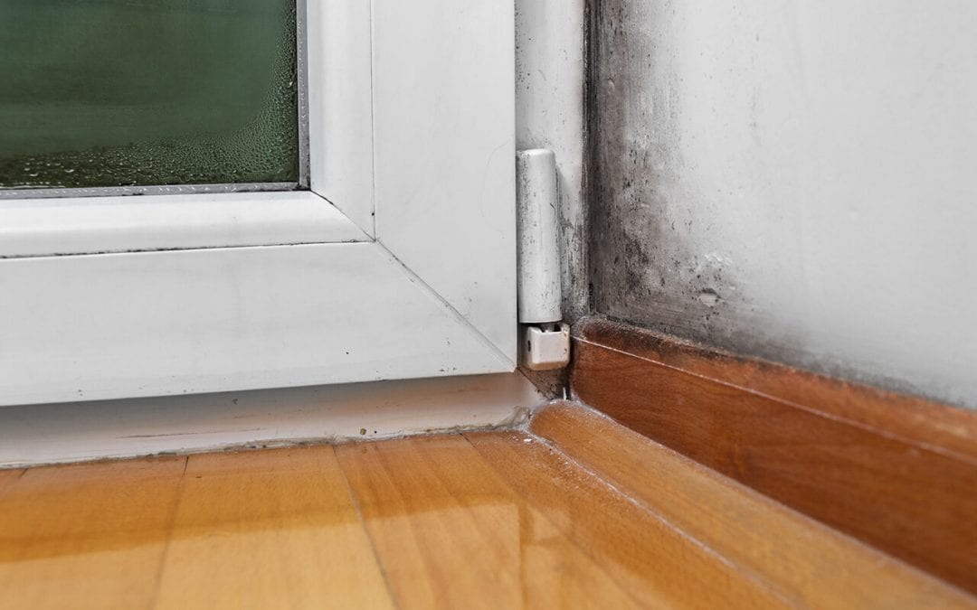 3 Signs of Mold In Your Home and How To Fix Your Mold Problem