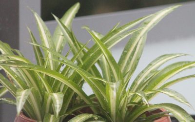 6 Non-Toxic Houseplants That Are Safe for Children and Pets