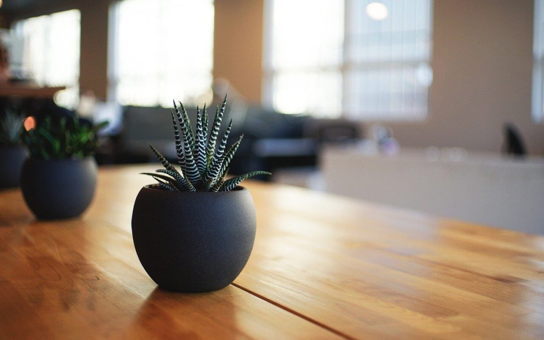 A succulent sits on a wooden table bathed in natural light. House plants can be a great way to promote wellness at home