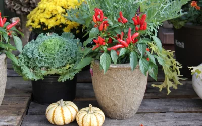 3 Tips for Growing a Fall Garden